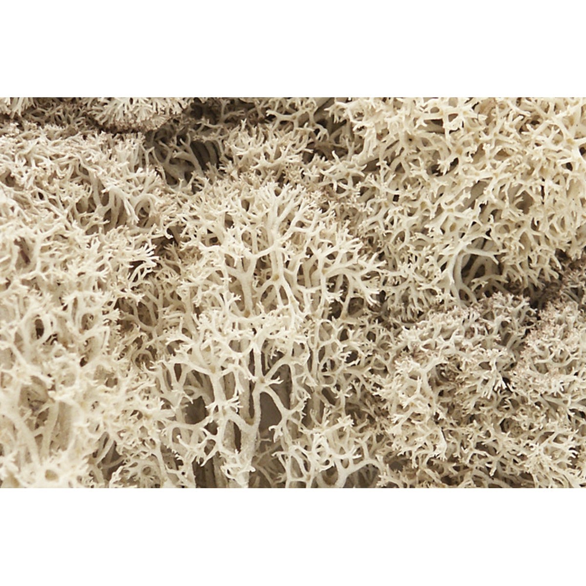 Woodland Scenics Natural Lichen